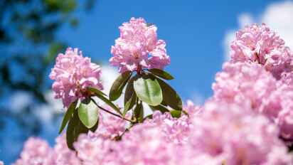 rhododendron tea Peach Rhododendron Tea  tea2youUS