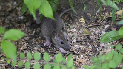 Ratten sind in Großstädten ein Problem – in Bremen werden die meisten in der Neustadt und in Gröpelingen gemeldet.